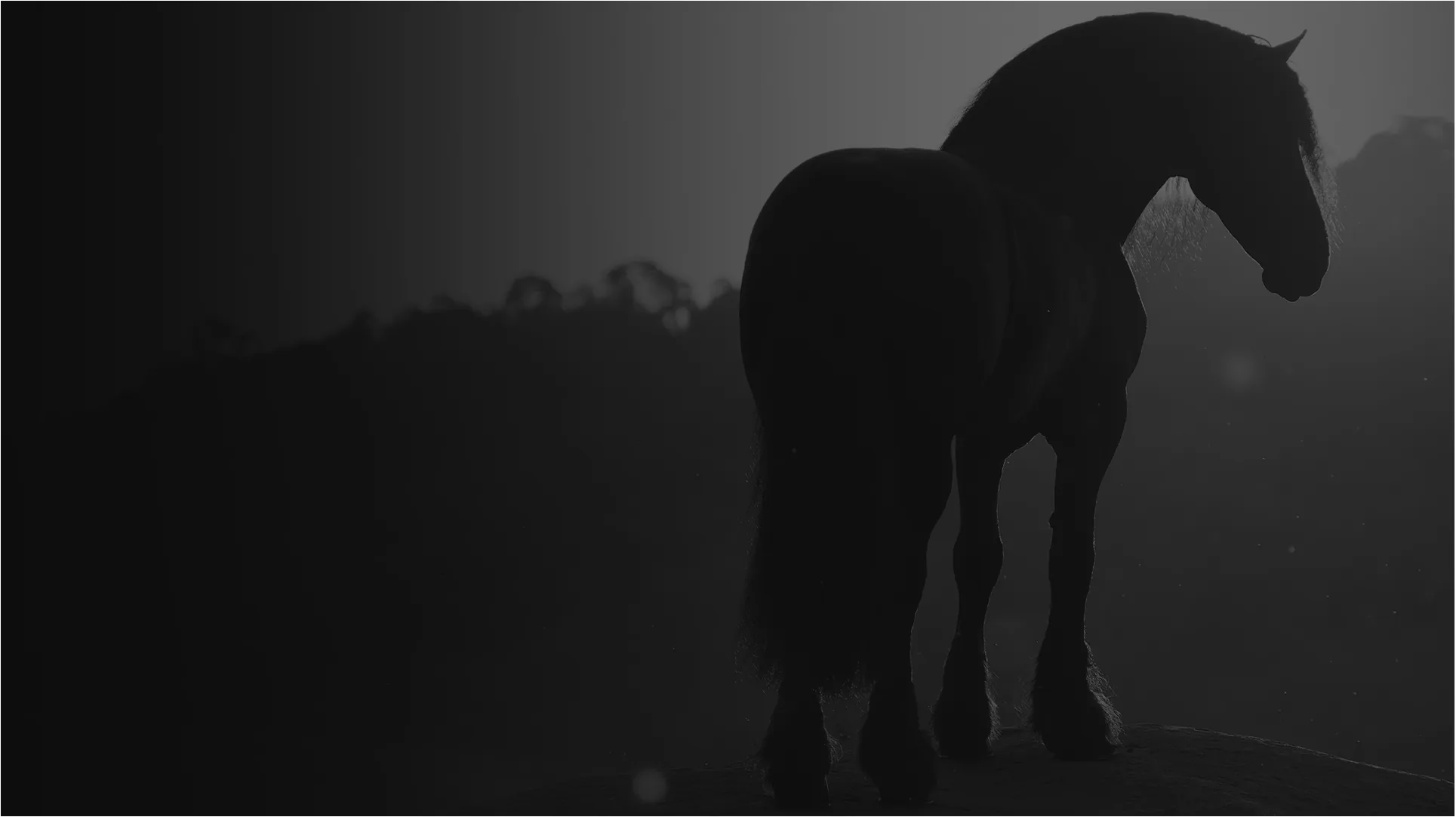Cavalo Friesian em silhueta, contra a luz do entardecer