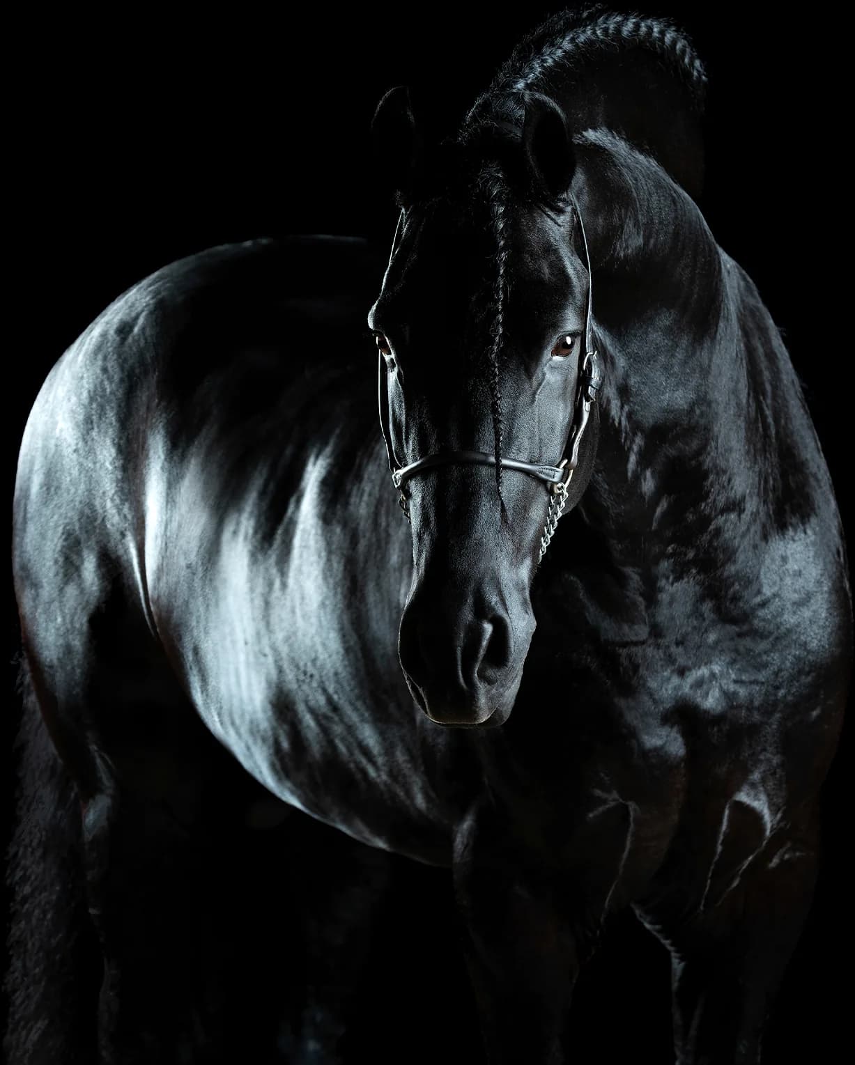 Retrato de cavalo Friesian com crina trançada, sobre fundo preto