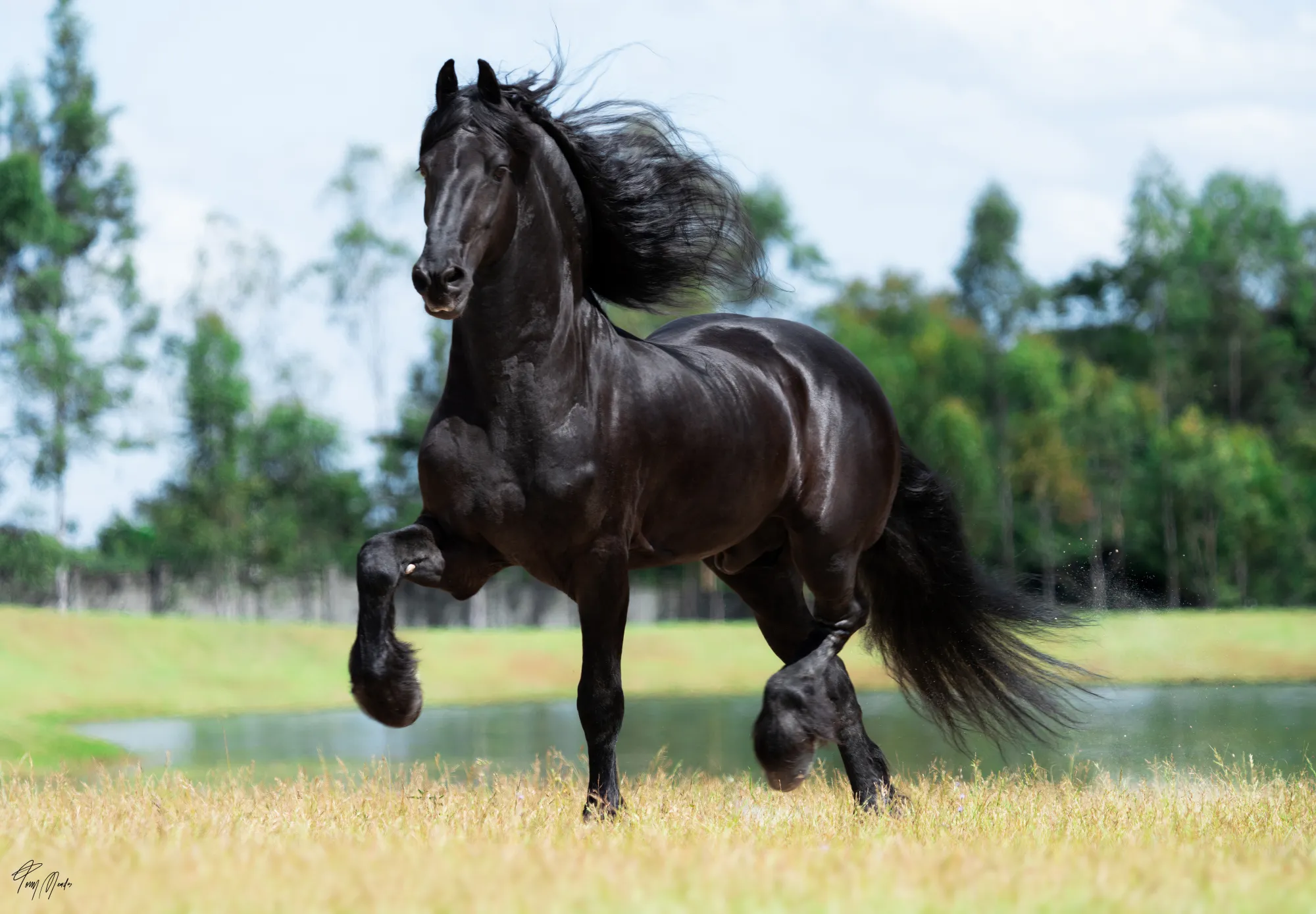 Abe, garanhão Friesian preto, em trote elevado sobre gramado à beira de um lago