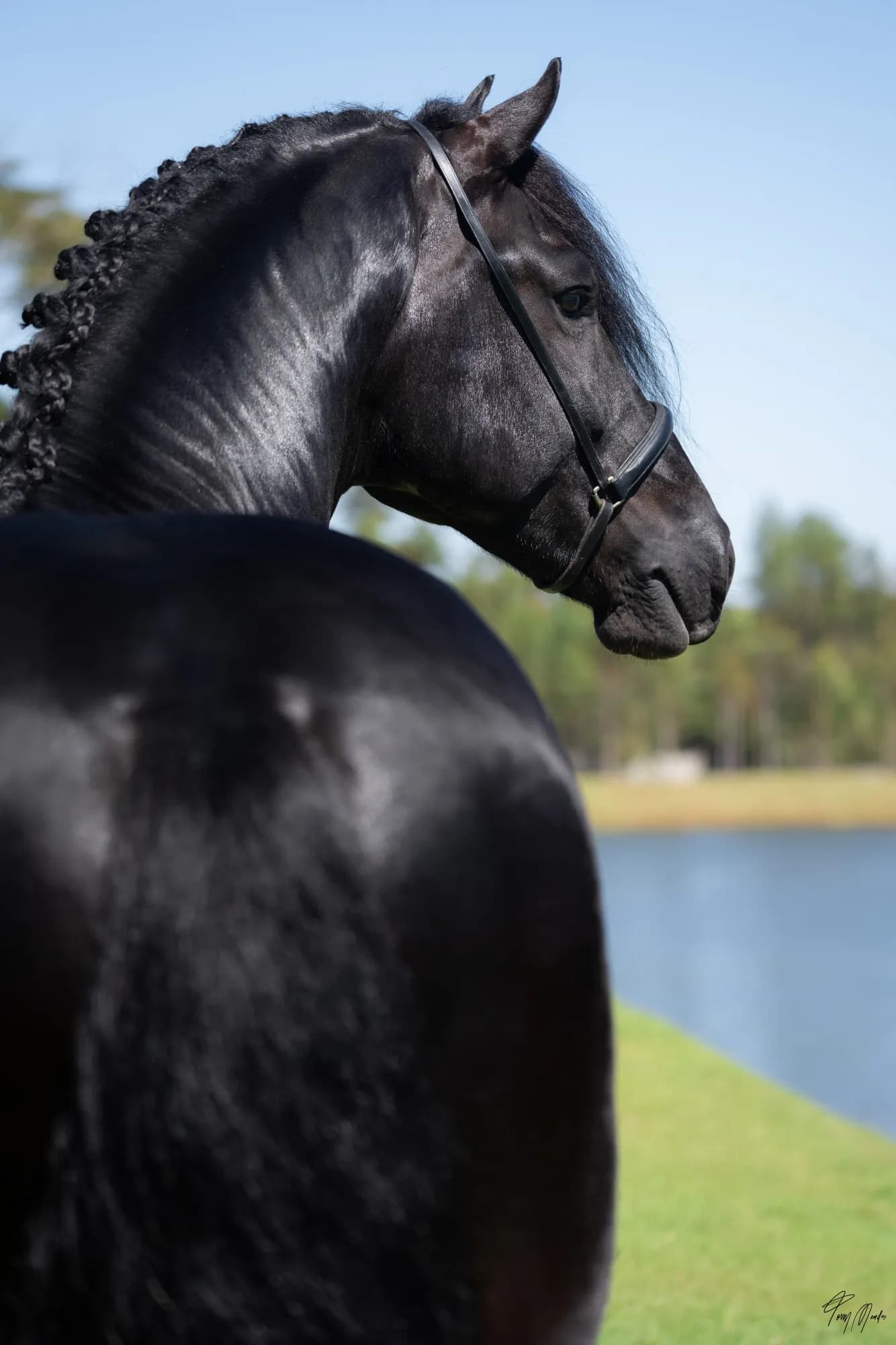 Dom, garanhão Friesian preto, visto de trás com a cabeça voltada para o lado, diante de um lago