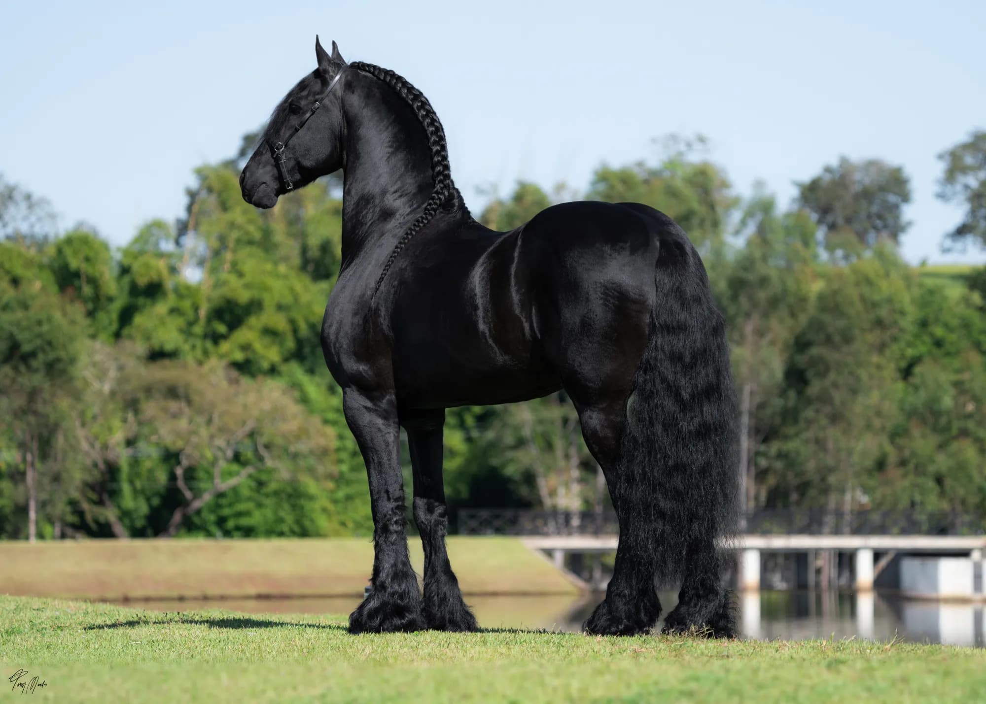 Melle, garanhão Friesian preto, parado de perfil à beira de um lago