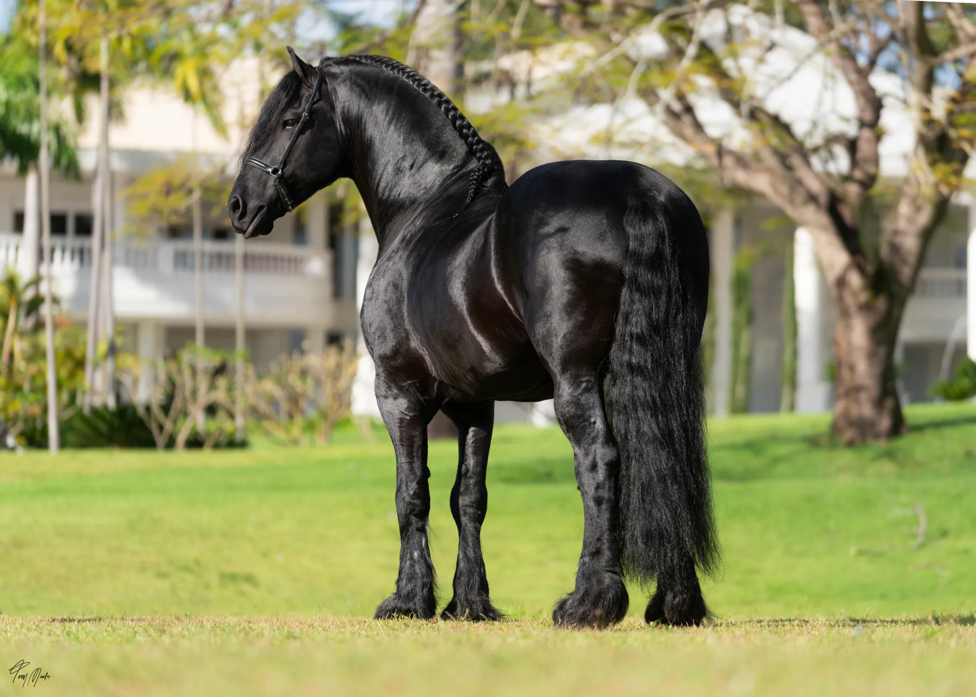Oregon, garanhão Friesian preto, parado de perfil em gramado diante de uma casa